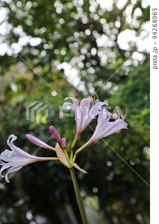 青い彼岸花 94268065