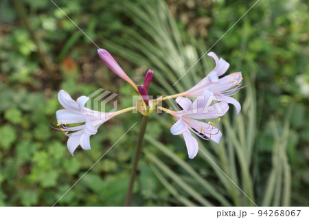 青い彼岸花 青い彼岸花 94268067