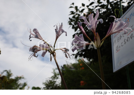 青い彼岸花 94268085