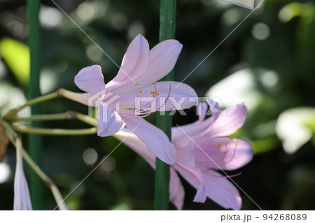 青い彼岸花 94268089