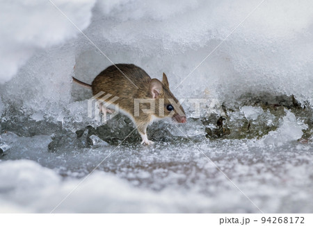 A field mouse, on a frosty winter morning, crawled out of a hole made in deep snow in search of food A field mouse, on a frosty winter morning, crawled out of a hole made in deep snow in search of food 94268172