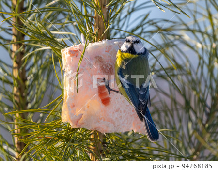the Eurasian blue tit bird sits on a tied piece of fat for feeding birds in cold winter on a pine branch and eats it 94268185