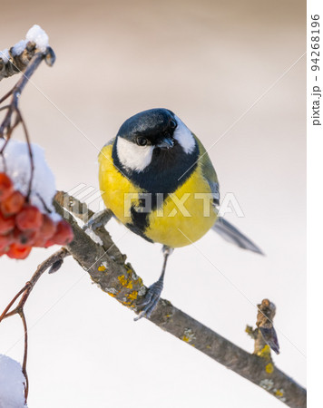 The Great tit bird, Parus major, sits on a branch of a red mountain ash on a frosty winter morning 94268196