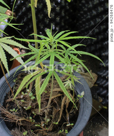 家庭菜園で成長する鉢植え大麻の苗 94268476