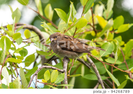 Closeup of sparrow on the twig. Cute little house sparrow on the tree branch among green lush foliage. 94268789