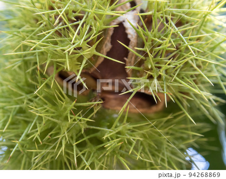 木なりの栗の実 94268869