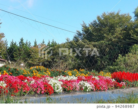 青空と色鮮やかな花壇 94268987