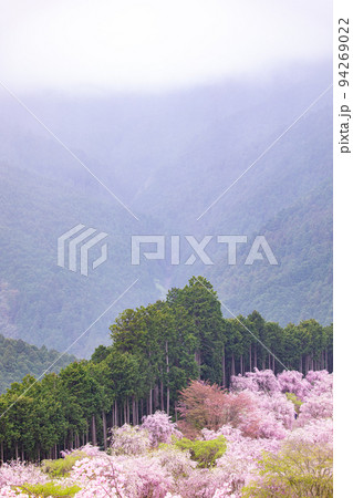 高見の郷 千本しだれ桜 高見の郷 千本しだれ桜 94269022