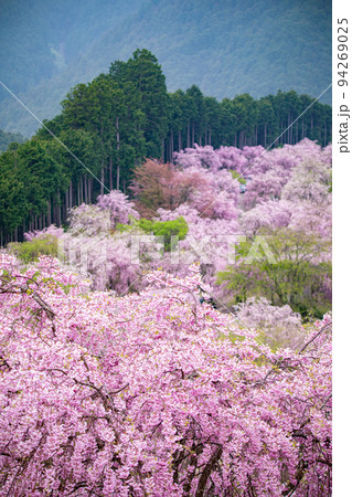 高見の郷 千本しだれ桜 高見の郷 千本しだれ桜 94269025