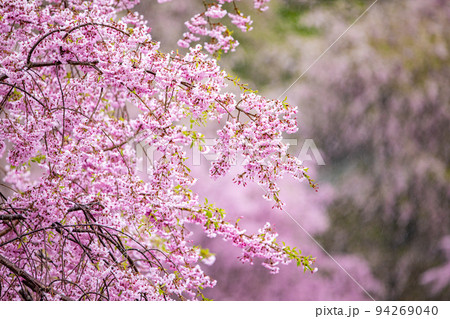 高見の郷　千本しだれ桜 94269040