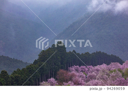 高見の郷 千本しだれ桜 高見の郷 千本しだれ桜 94269059