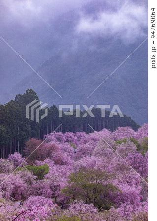 高見の郷　千本しだれ桜 94269064