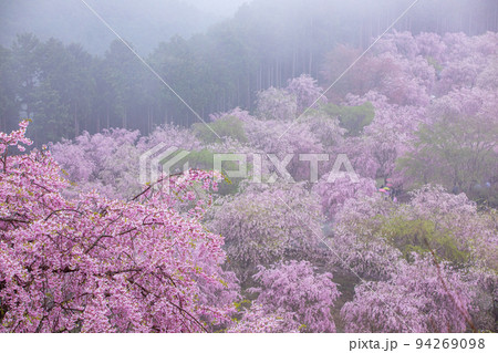 高見の郷　千本しだれ桜 94269098