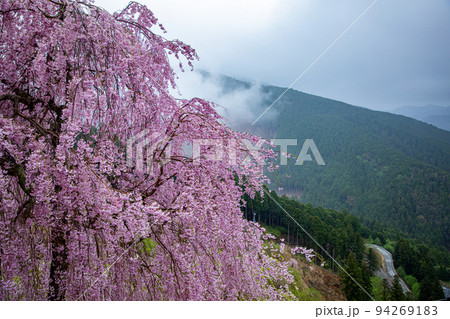 高見の郷 千本しだれ桜 高見の郷 千本しだれ桜 94269183