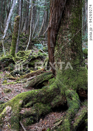 青木ヶ原樹海の木々 青木ヶ原樹海の木々 94269274