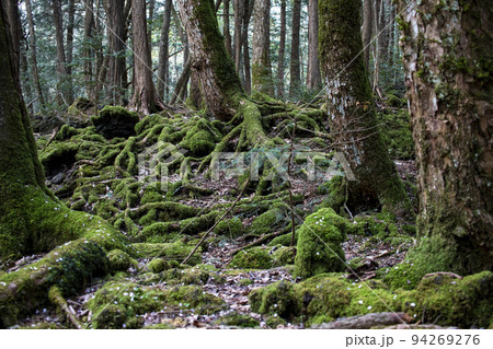 青木ヶ原樹海 94269276