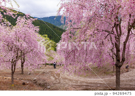 高見の郷 千本しだれ桜 高見の郷 千本しだれ桜 94269475