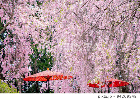 高見の郷　千本しだれ桜 94269548