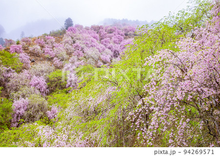 高見の郷　千本しだれ桜 94269571