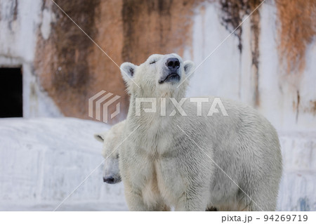 空を見上げるシロクマの写真素材 [94269719] - PIXTA