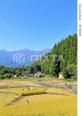 白馬村青鬼 秋の棚田と北アルプス 白馬村青鬼 秋の棚田と北アルプス 94269750