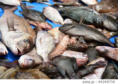 船釣りで獲った大量の魚と蛸 94269756
