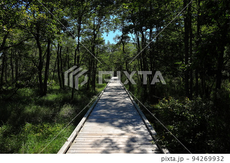 北海道　釧路湿原　木漏れ日の恩根内木道 94269932