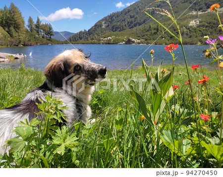 Big dog lies down by the blue lake, flowers 94270450