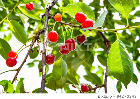 Photography on theme beautiful fruit branch cherry tree 94270545