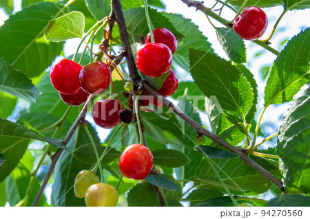 Photography on theme beautiful fruit branch cherry tree Photography on theme beautiful fruit branch cherry tree 94270560