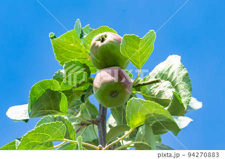 Photography on theme beautiful fruit branch apple tree 94270883