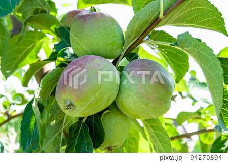 Photography on theme beautiful fruit branch apple tree 94270894