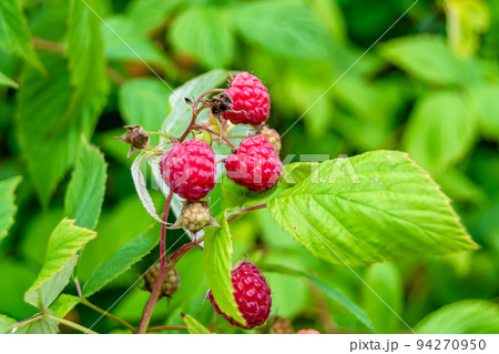 Photography on theme beautiful berry branch raspberry bush Photography on theme beautiful berry branch raspberry bush 94270950