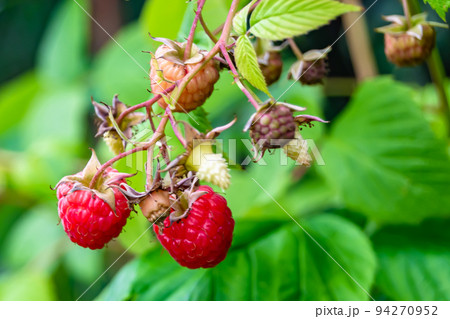 Photography on theme beautiful berry branch raspberry bush 94270952