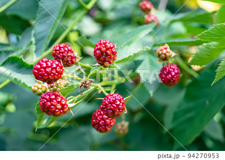 Photography on theme beautiful berry branch blackberry bush Photography on theme beautiful berry branch blackberry bush 94270953