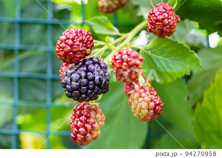 Photography on theme beautiful berry branch blackberry bush 94270958