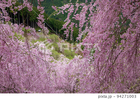 高見の郷　千本しだれ桜で花見 94271003