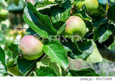 Photography on theme beautiful fruit branch apple tree 94271084
