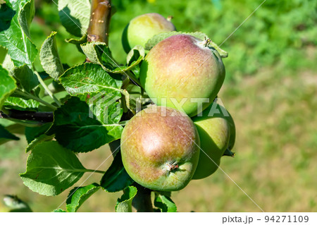 Photography on theme beautiful fruit branch apple tree Photography on theme beautiful fruit branch apple tree 94271109