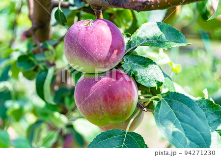 Photography on theme beautiful fruit branch apple tree 94271230