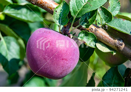 Photography on theme beautiful fruit branch apple tree Photography on theme beautiful fruit branch apple tree 94271241