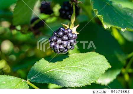 Photography on theme beautiful berry branch blackberry bush Photography on theme beautiful berry branch blackberry bush 94271368
