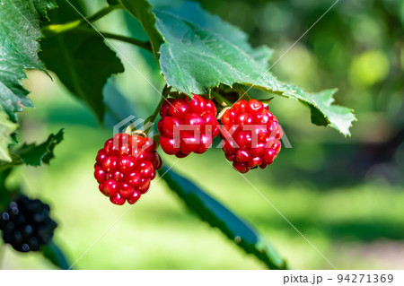 Photography on theme beautiful berry branch blackberry bush Photography on theme beautiful berry branch blackberry bush 94271369