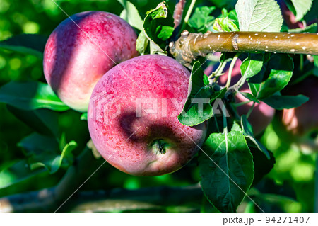 Photography on theme beautiful fruit branch apple tree Photography on theme beautiful fruit branch apple tree 94271407