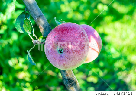 Photography on theme beautiful fruit branch apple tree Photography on theme beautiful fruit branch apple tree 94271411