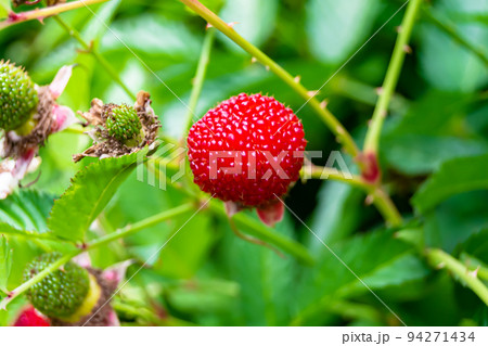 Beautiful berry branch japanese strawberry bush 94271434