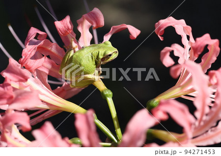 ピンクの彼岸花と蛙2022 94271453