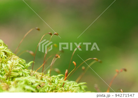 森に生えたコケの胞子　白駒池苔の森 94271547