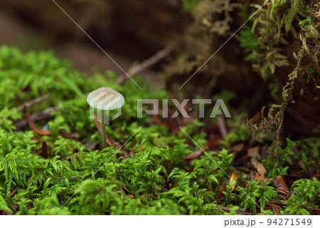 コケの森に生える白いキノコ　白駒池苔の森 94271549