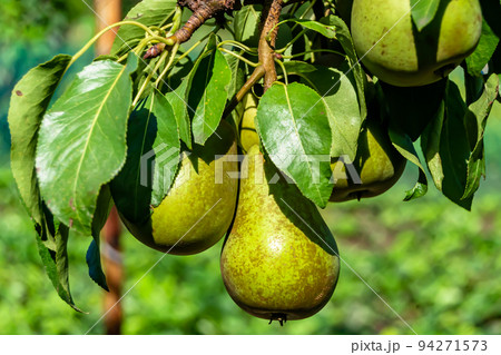 Photography on theme beautiful fruit branch pear tree Photography on theme beautiful fruit branch pear tree 94271573